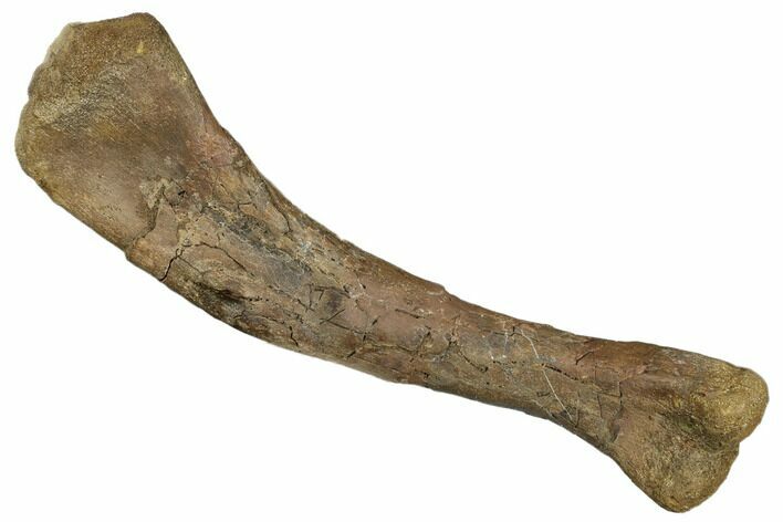 Juvenile Dinosaur (Thescelosaurus) Humerus Bone - Montana #183998